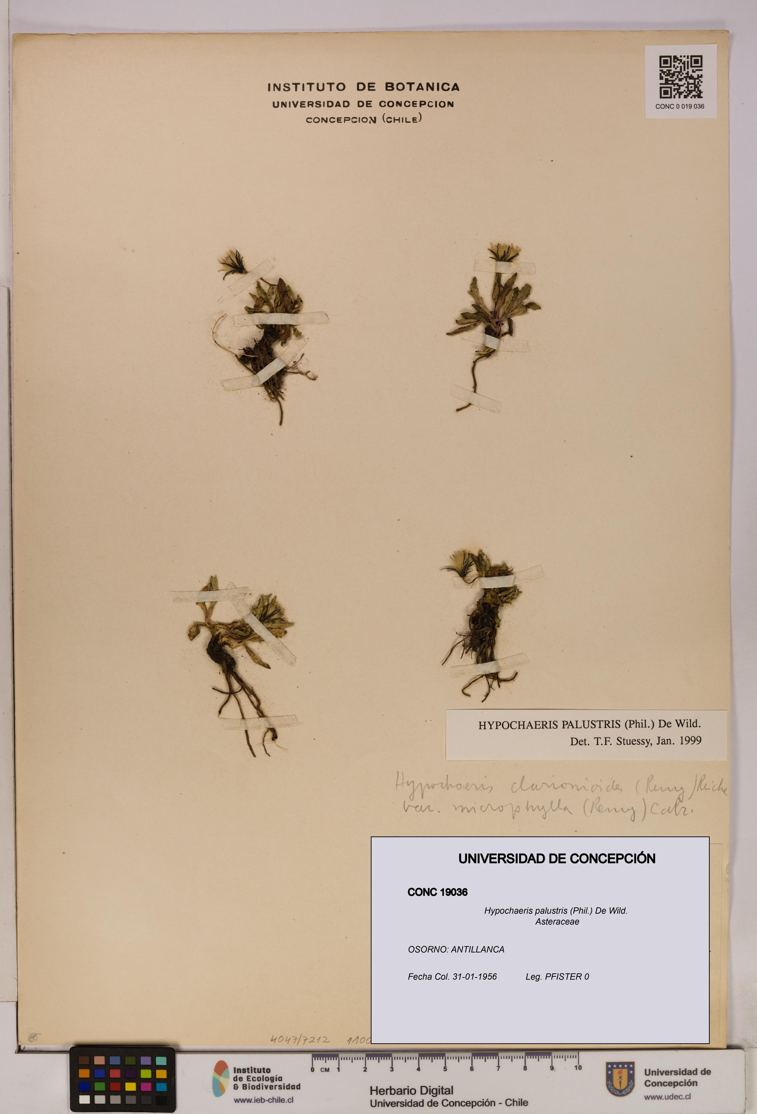 Hypochaeris palustris [Espécimen: UDEC:CONC:0019036]