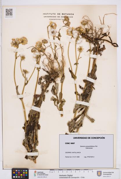 Senecio prenanthifolius [Espécimen: ]