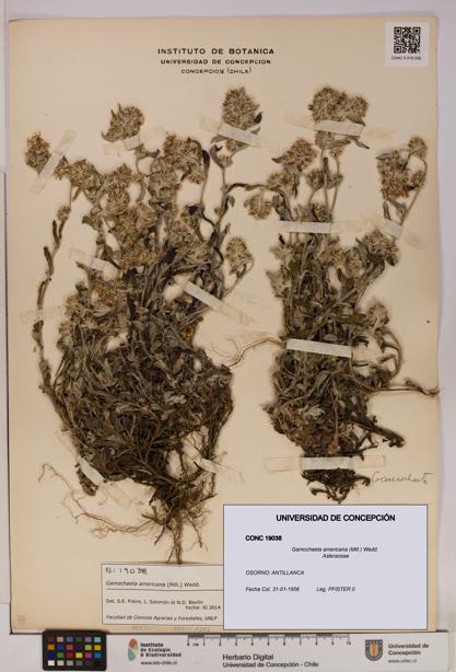 Gamochaeta americana [Espécimen: UDEC:CONC:0019038]