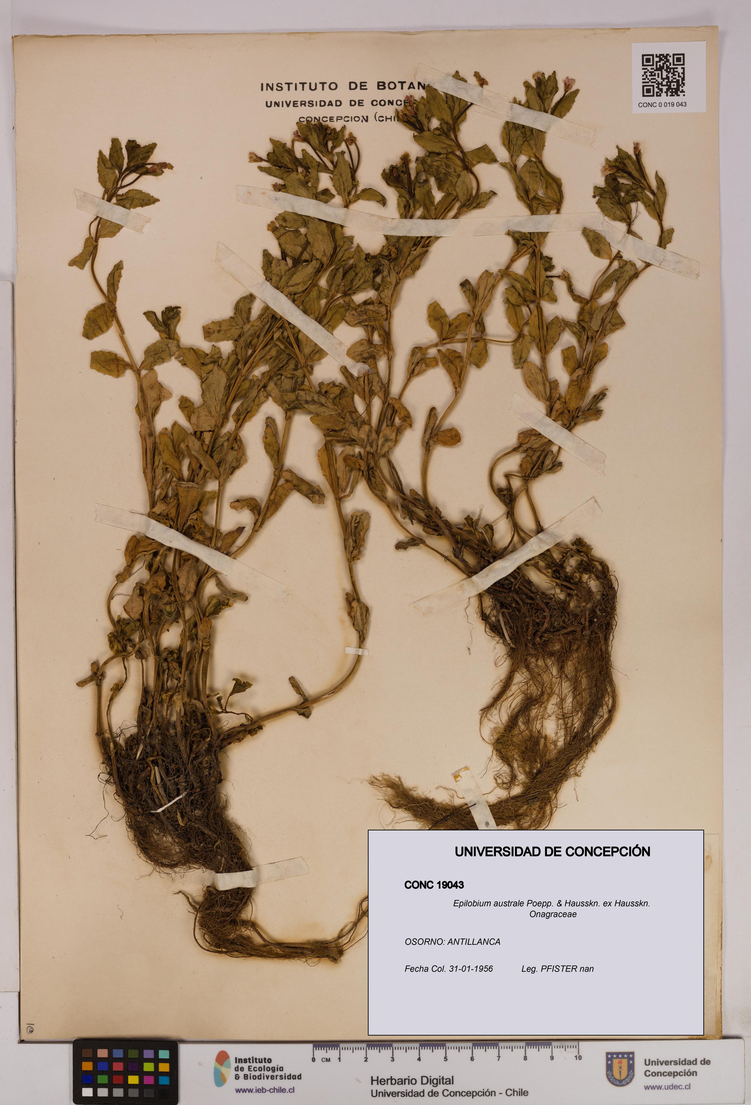 Epilobium australe [Espécimen: UDEC:CONC:0019043]