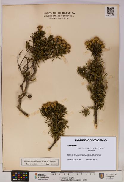 Chiliotrichum diffusum [Espécimen: UDEC:CONC:0019047]