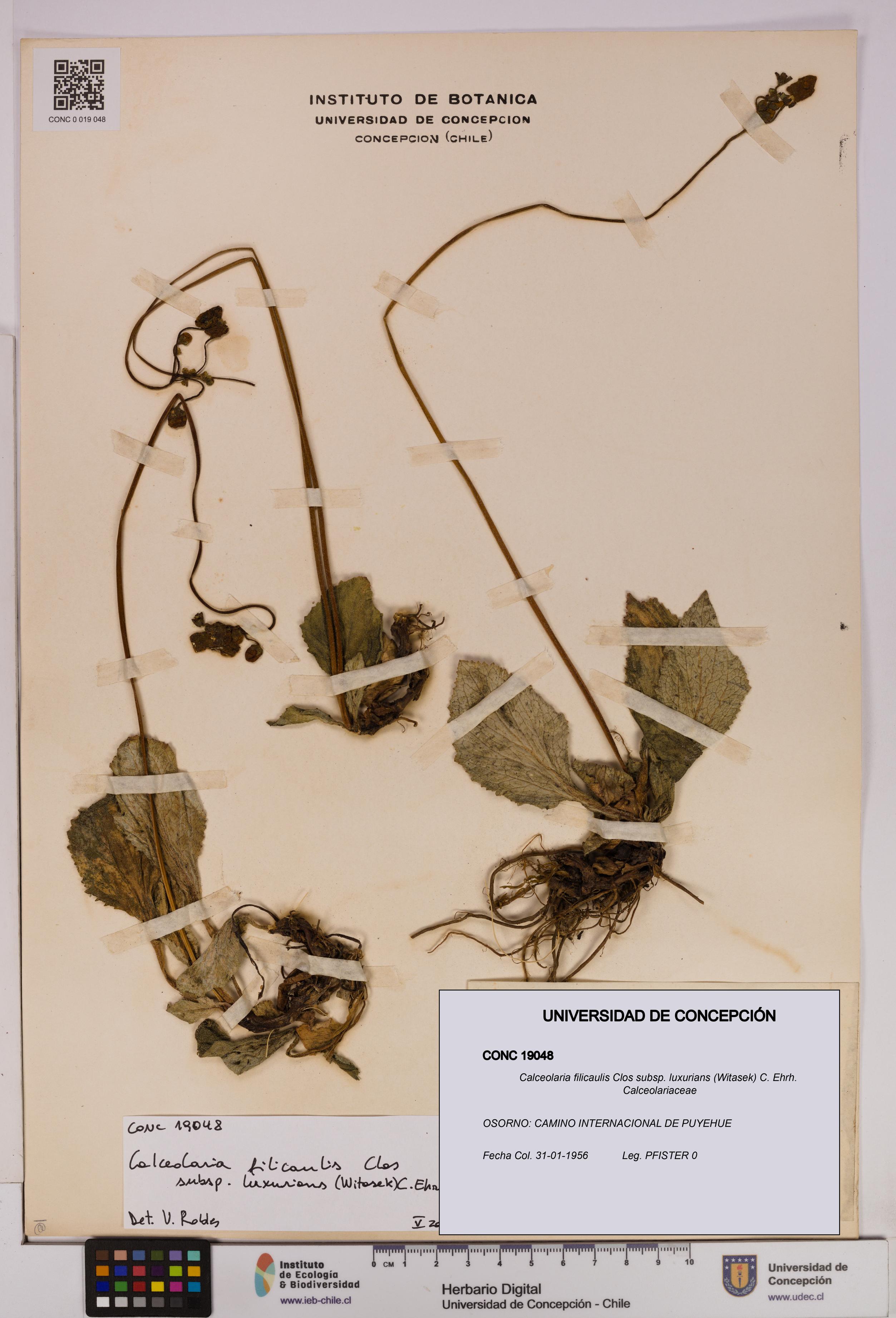 Calceolaria filicaulis [Espécimen: UDEC:CONC:0019048]