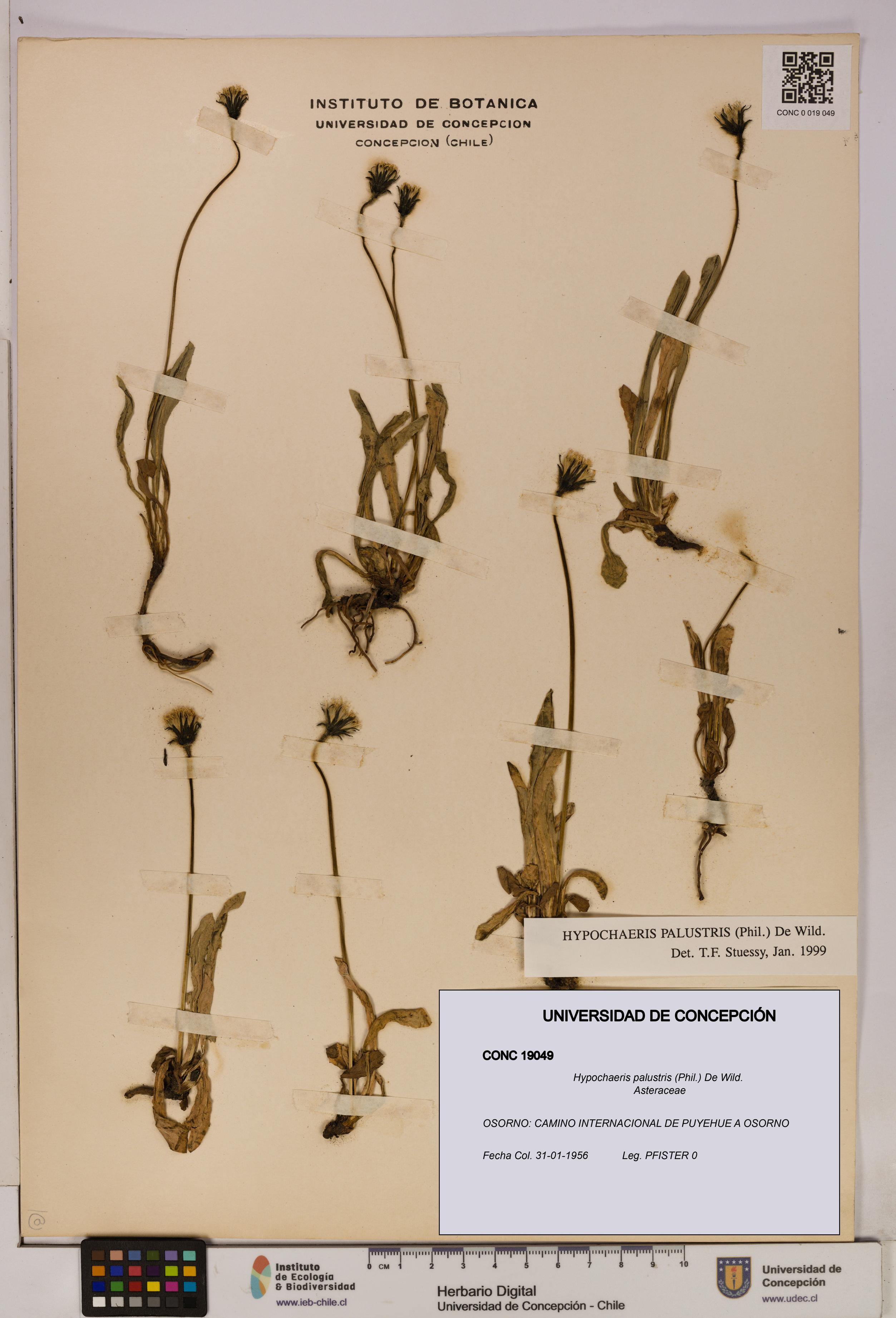 Hypochaeris palustris [Espécimen: UDEC:CONC:0019049]