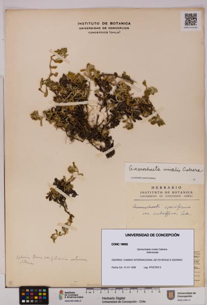 Gamochaeta nivalis [Espécimen: UDEC:CONC:0019052]