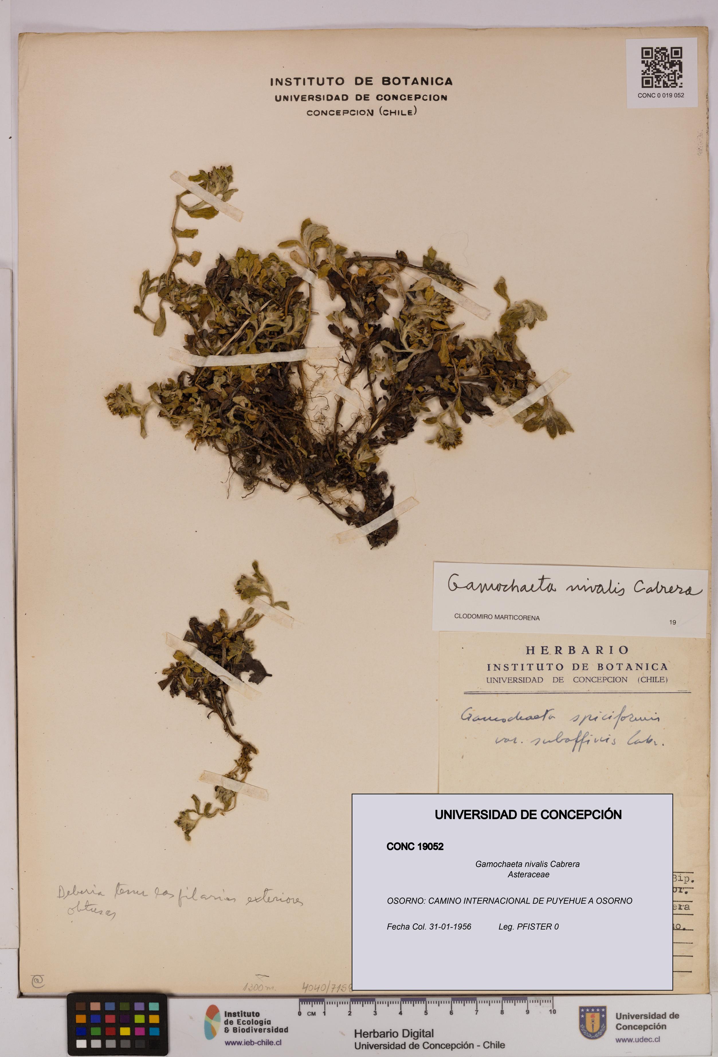 Gamochaeta nivalis [Espécimen: UDEC:CONC:0019052]