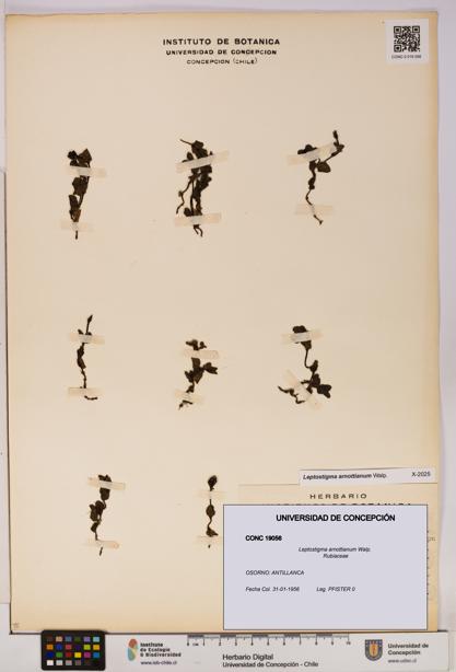 Leptostigma arnottianum [Espécimen: UDEC:CONC:0019056]