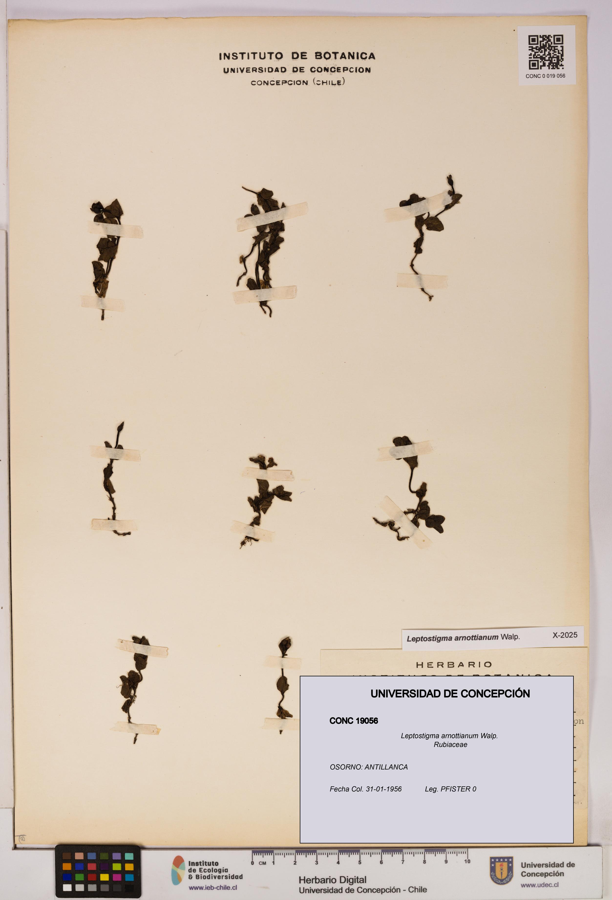 Leptostigma arnottianum [Espécimen: UDEC:CONC:0019056]