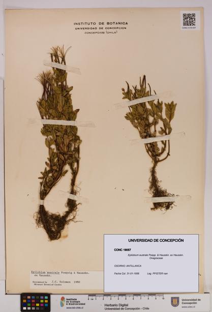 Epilobium australe [Espécimen: UDEC:CONC:0019057]
