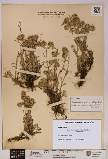 Gamochaeta spiciformis [Espécimen: UDEC:CONC:0019058]