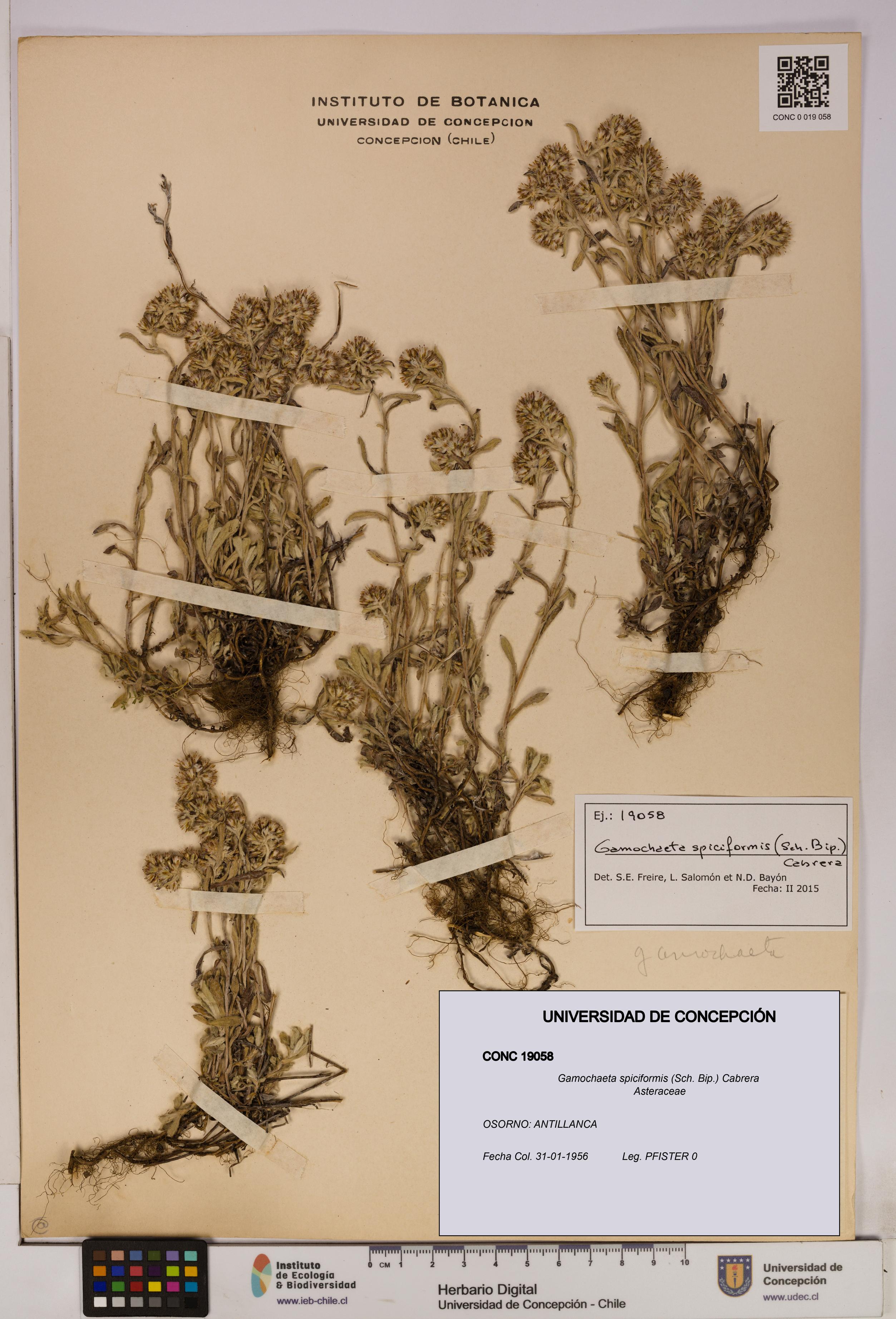 Gamochaeta spiciformis [Espécimen: UDEC:CONC:0019058]