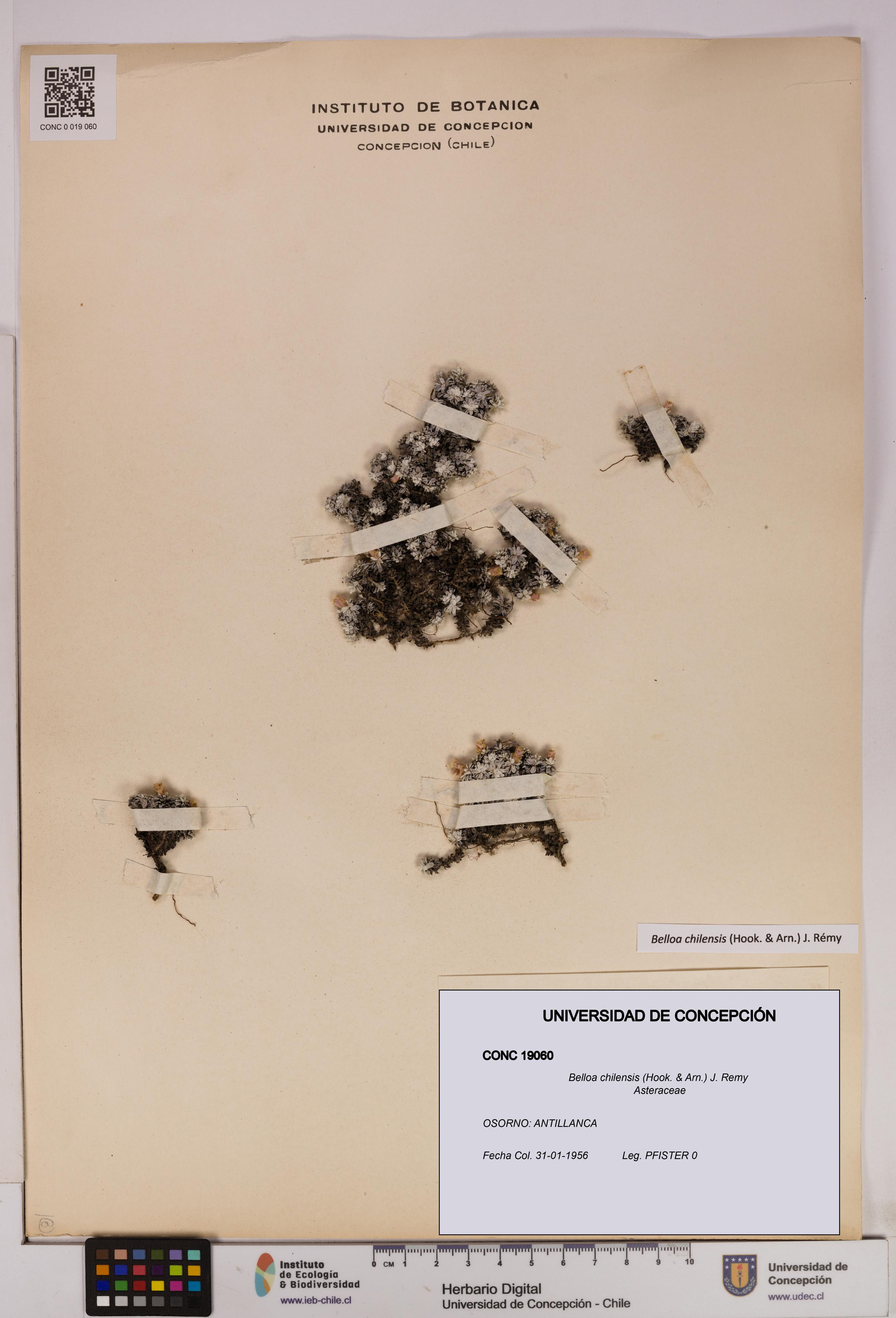 Belloa chilensis [Espécimen: UDEC:CONC:0019060]