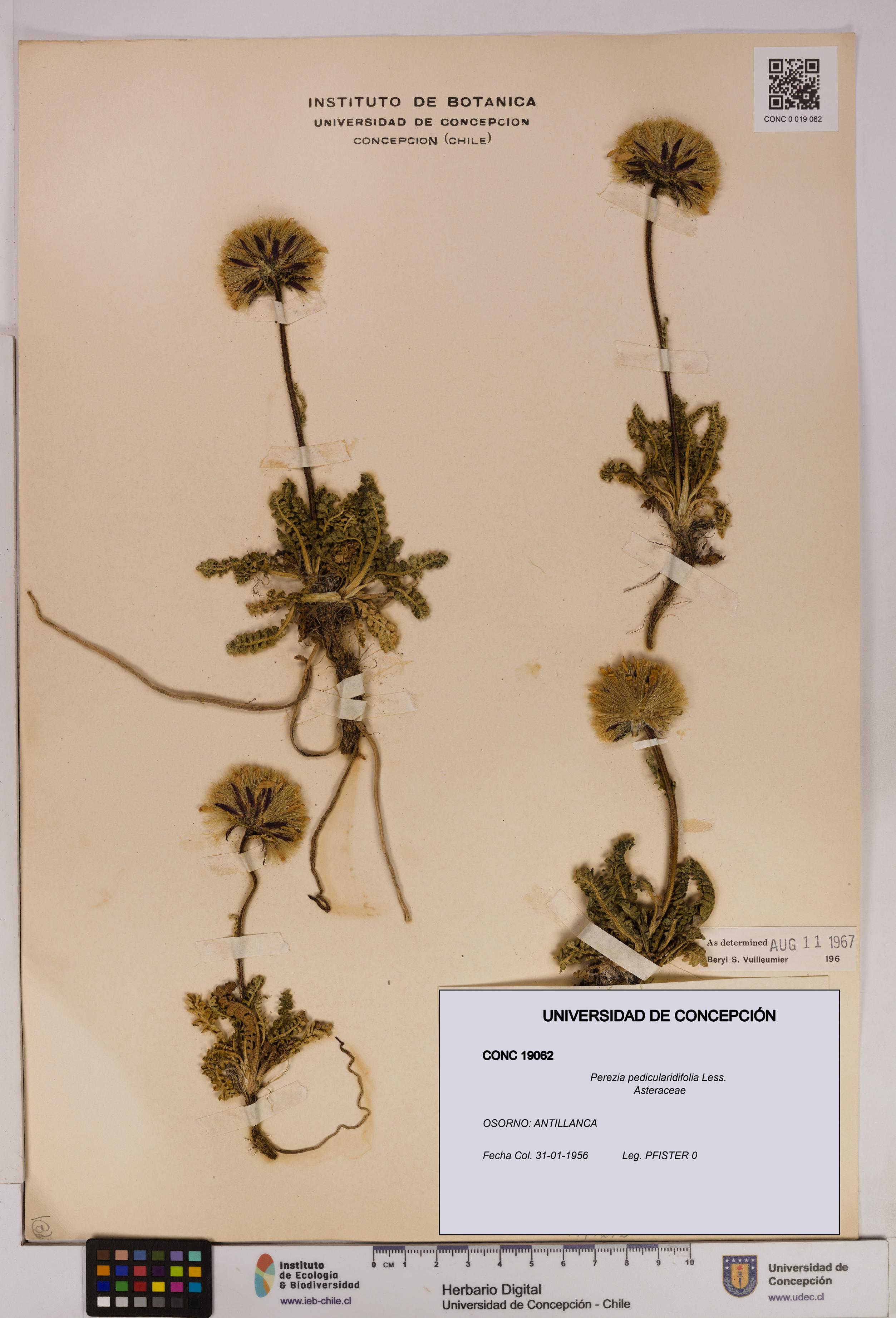 Perezia pedicularidifolia [Espécimen: UDEC:CONC:0019062]