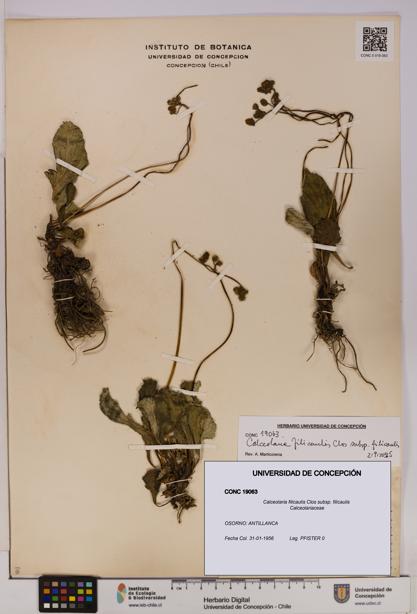 Calceolaria filicaulis subsp. filicaulis [Espécimen: UDEC:CONC:0019063]