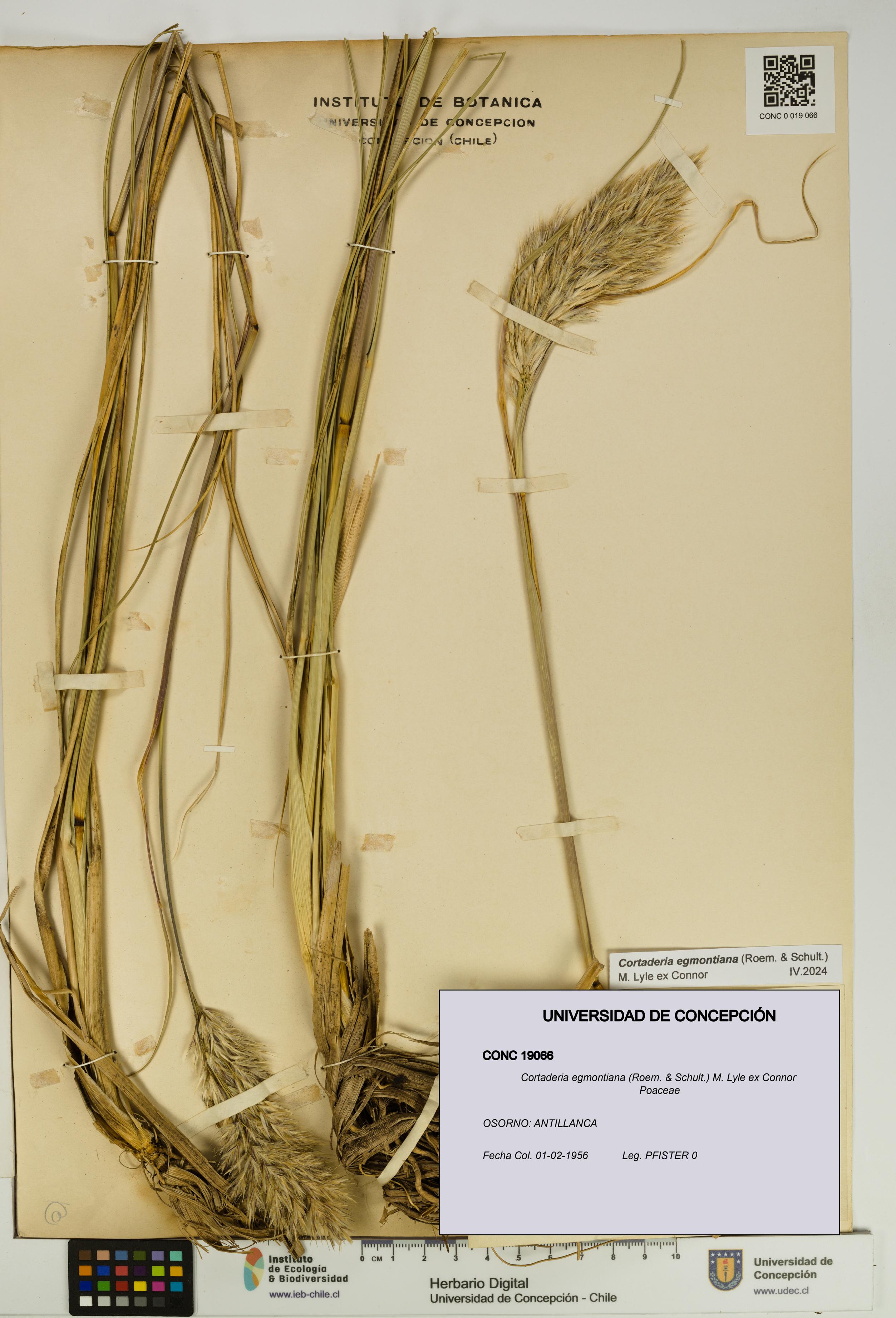 Cortaderia egmontiana [Espécimen: UDEC:CONC:0019066]