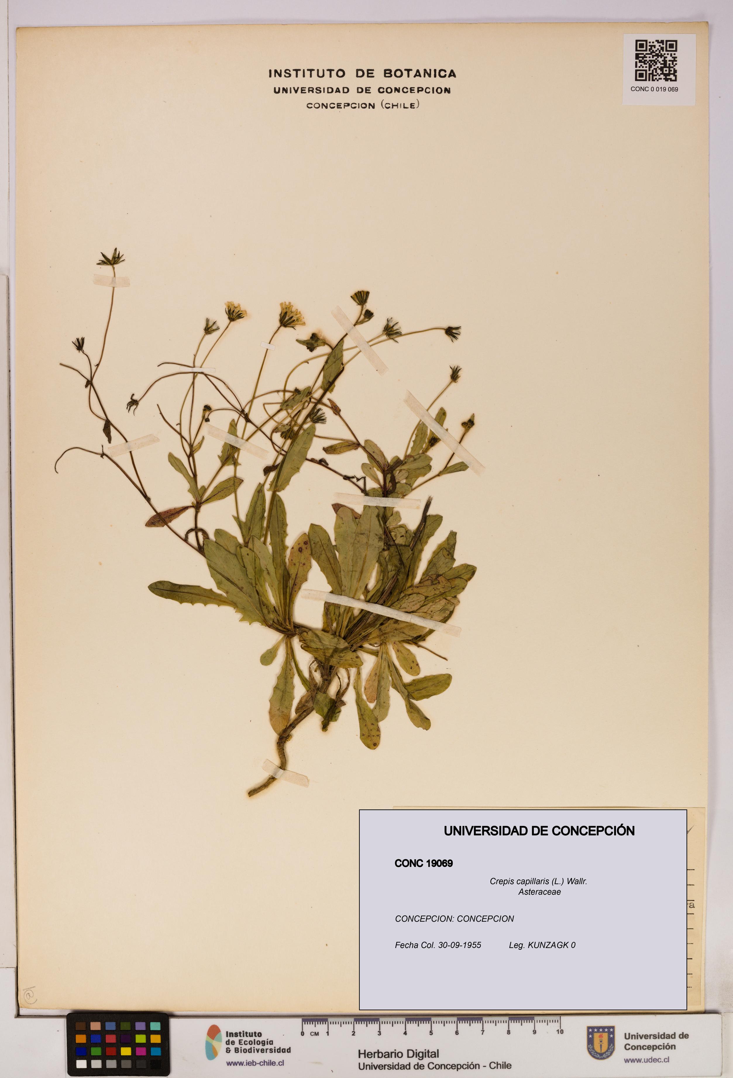 Crepis capillaris [Espécimen: UDEC:CONC:0019069]