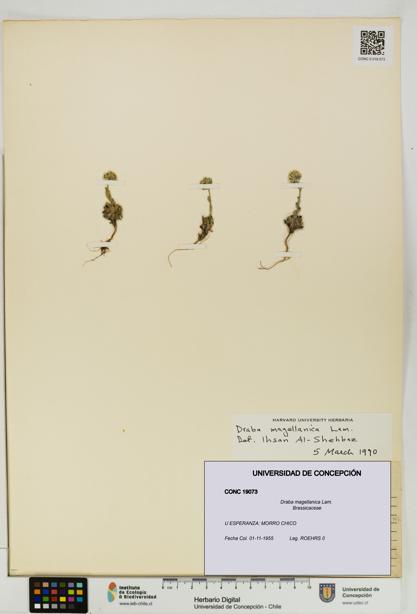 Draba magellanica [Espécimen: UDEC:CONC:0019073]