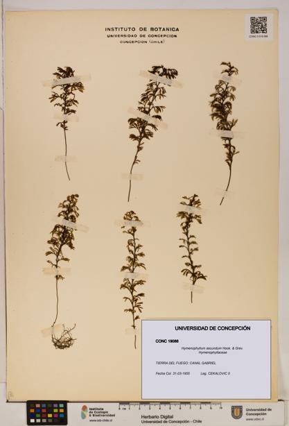 Hymenophyllum secundum [Espécimen: ]
