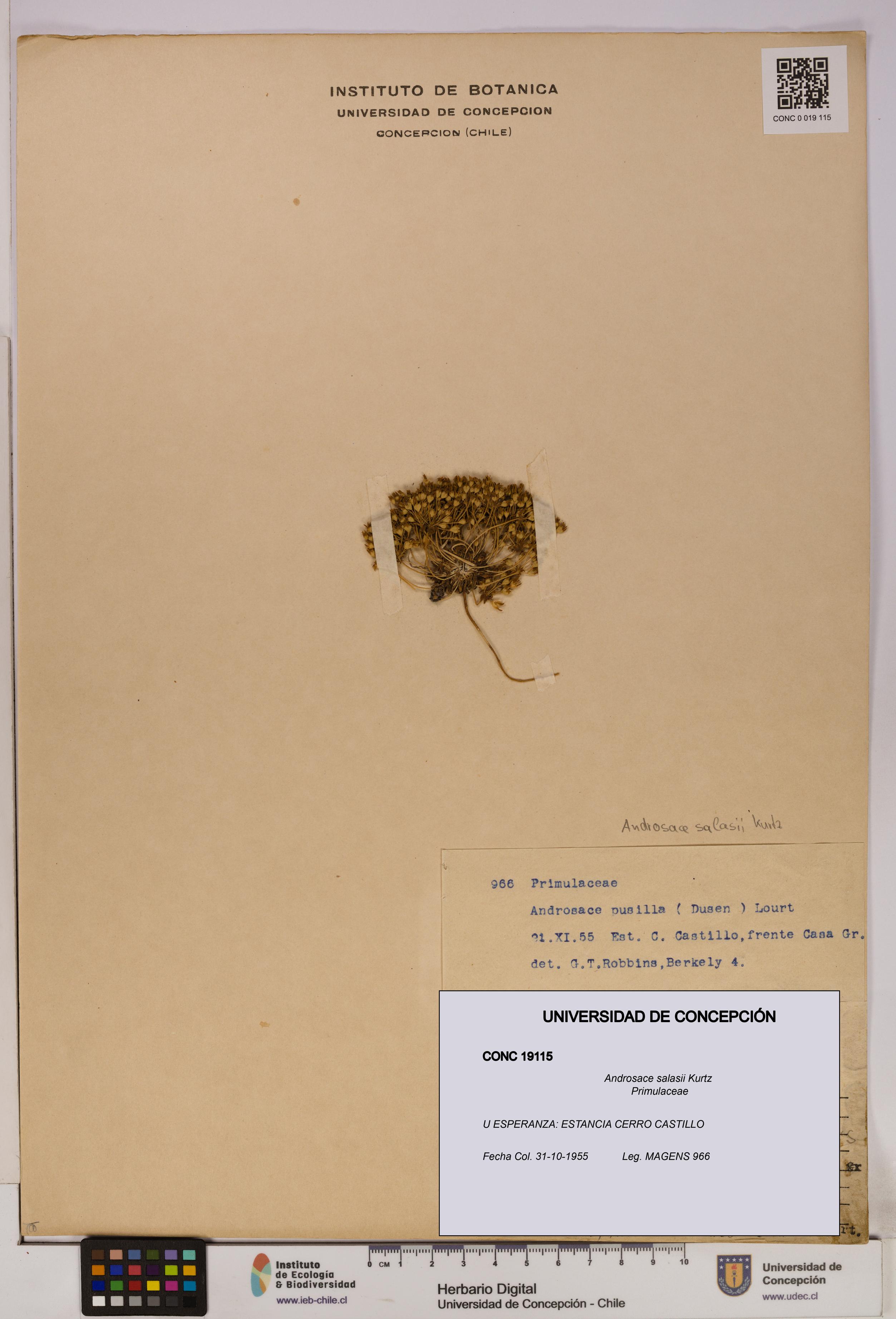 Androsace salasii [Espécimen: UDEC:CONC:0019115]