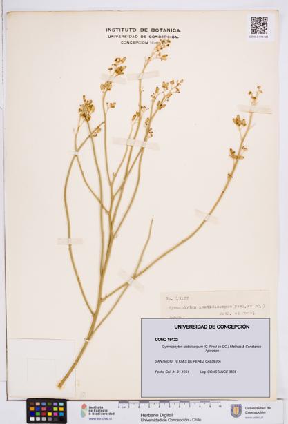 Gymnophyton isatidicarpum [Espécimen: ]