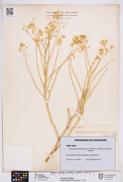 Gymnophyton isatidicarpum [Espécimen: ]