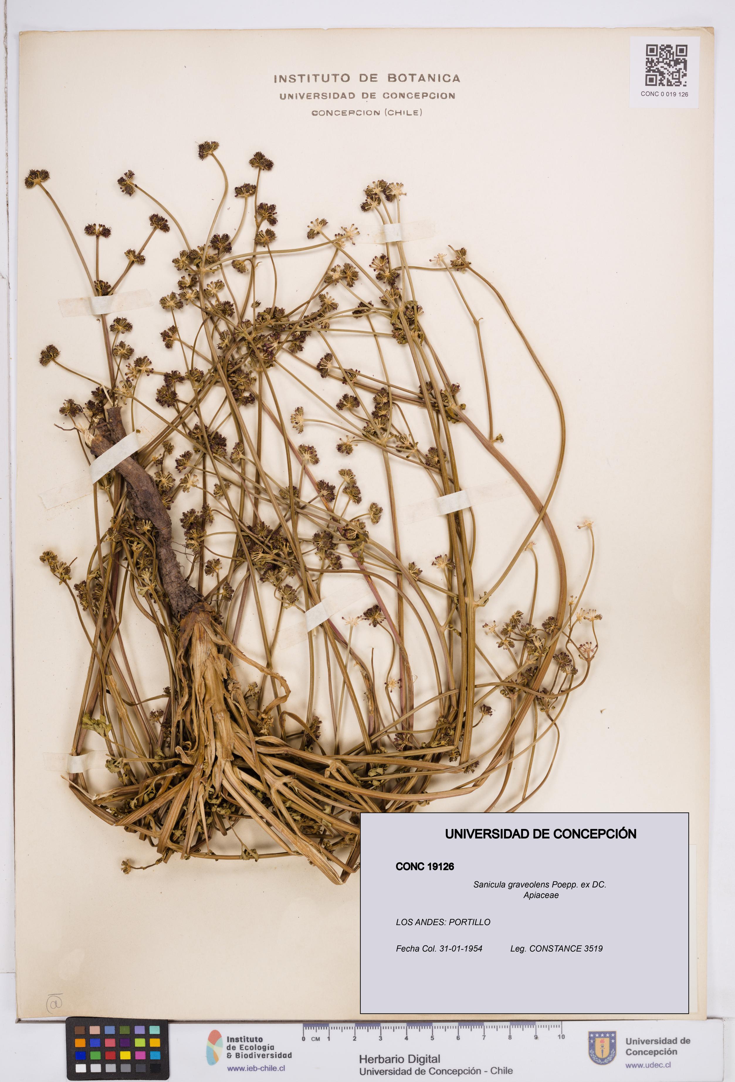 Sanicula graveolens [Espécimen: ]
