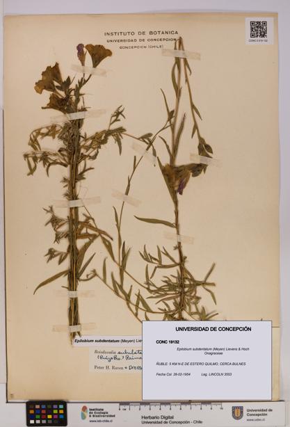 Epilobium subdentatum [Espécimen: UDEC:CONC:0019132]