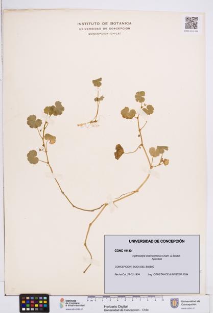 Hydrocotyle chamaemorus [Espécimen: ]