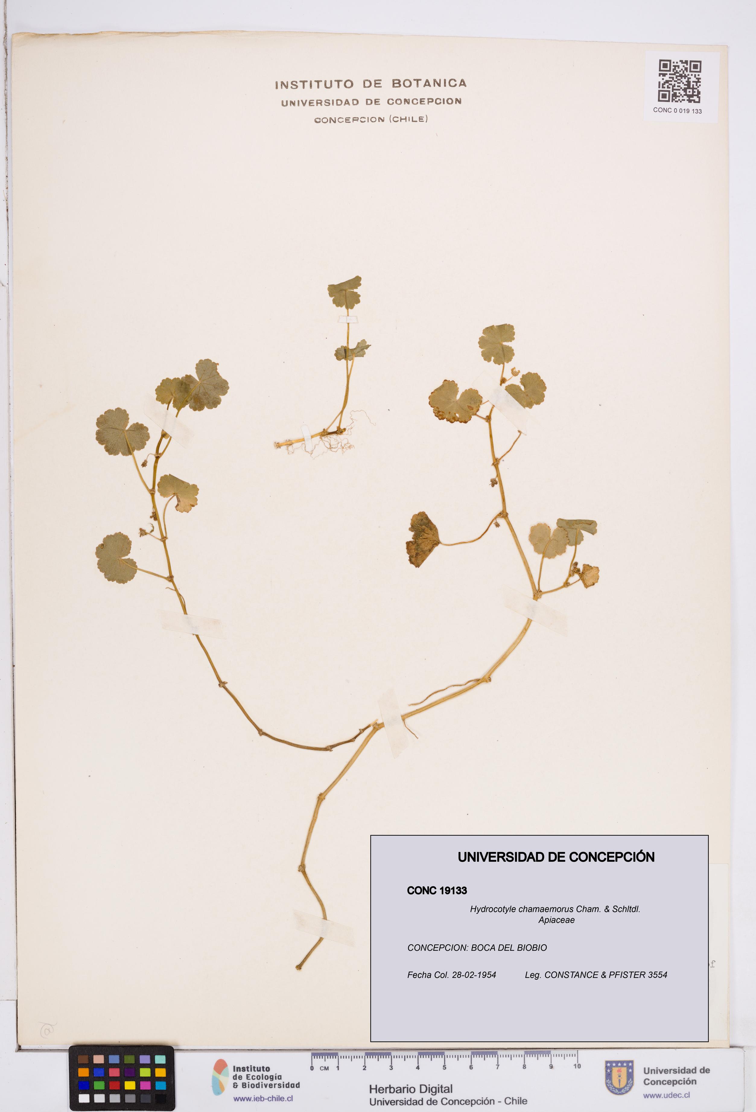 Hydrocotyle chamaemorus [Espécimen: ]
