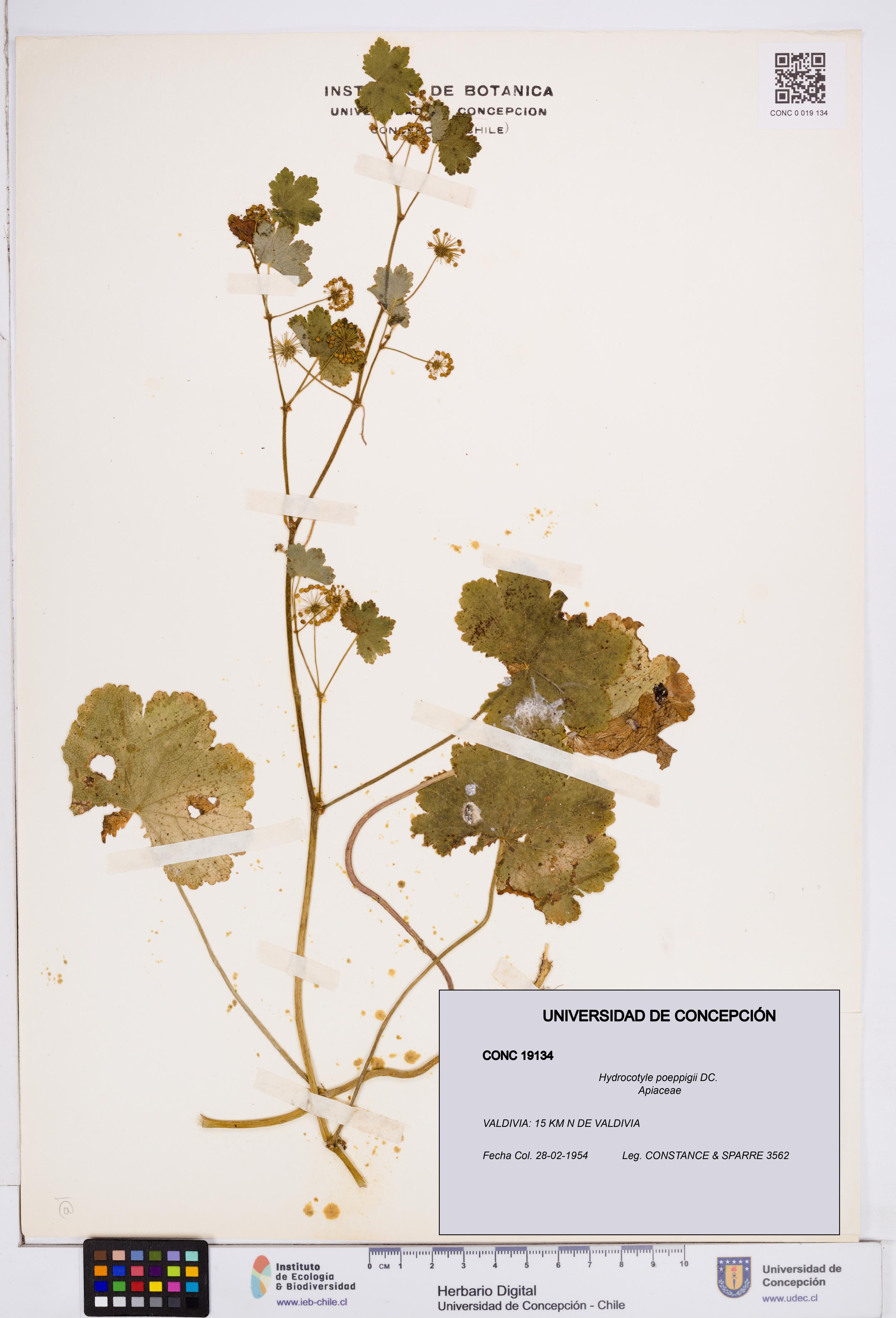 Hydrocotyle poeppigii [Espécimen: ]