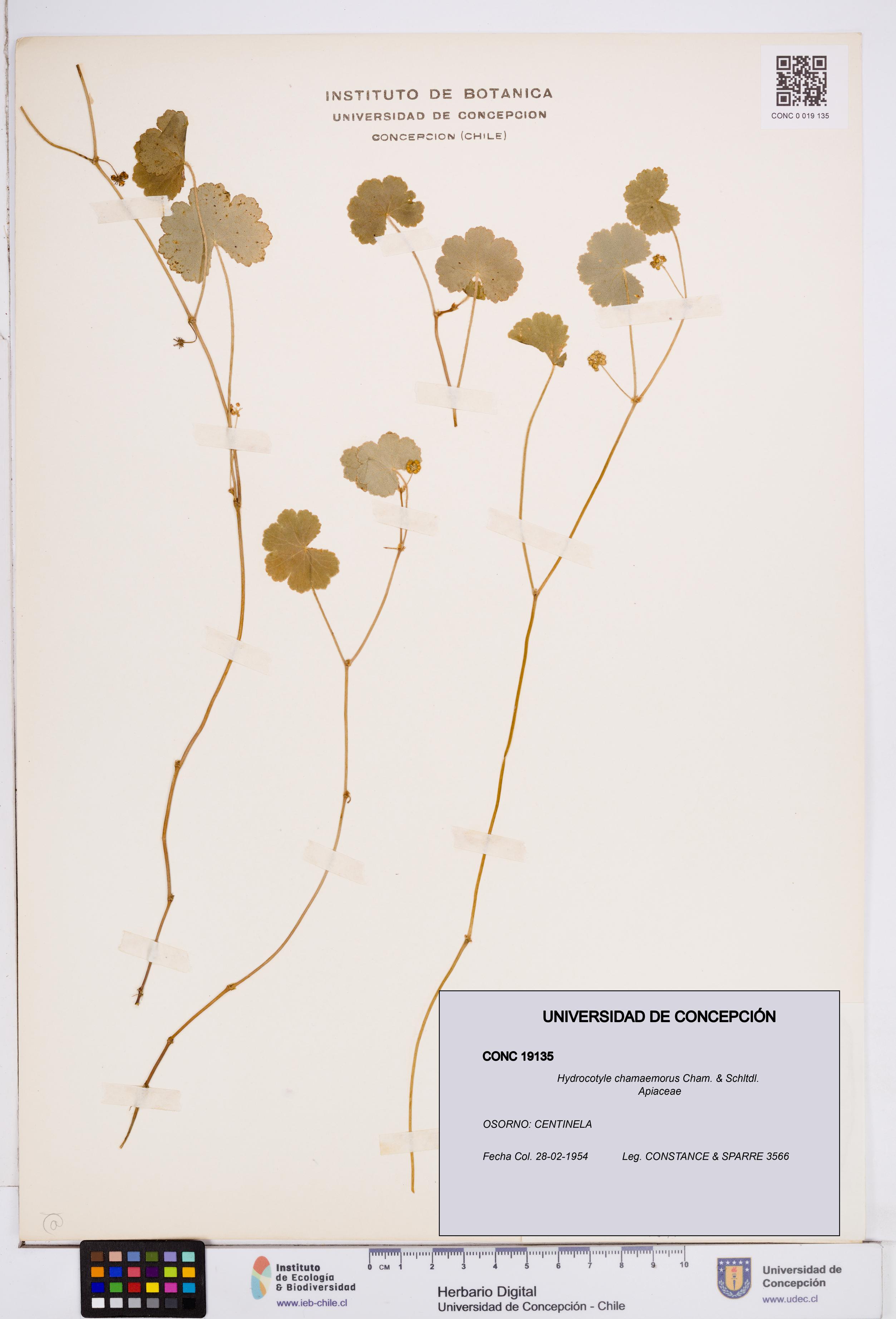 Hydrocotyle chamaemorus [Espécimen: ]
