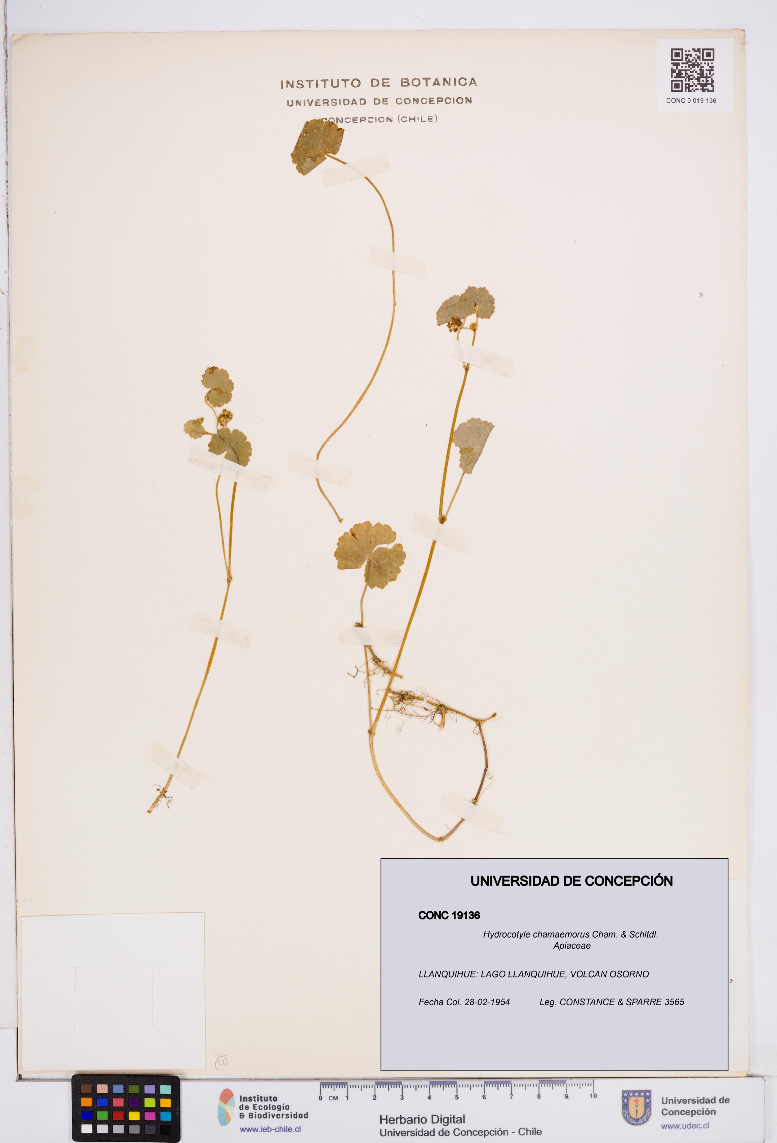 Hydrocotyle chamaemorus [Espécimen: ]