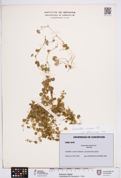 Hydrocotyle indecora [Espécimen: ]