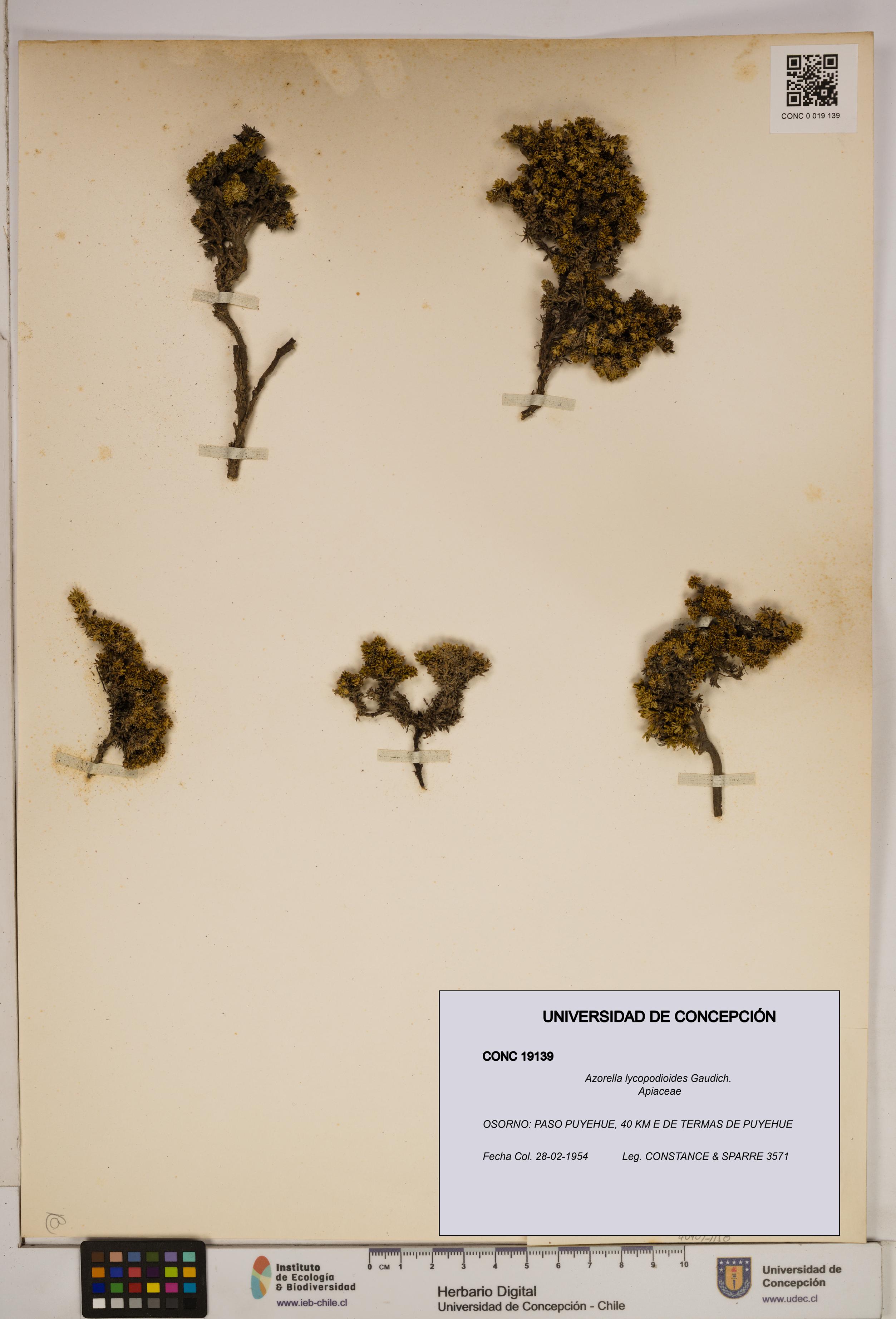 Azorella lycopodioides [Espécimen: ]