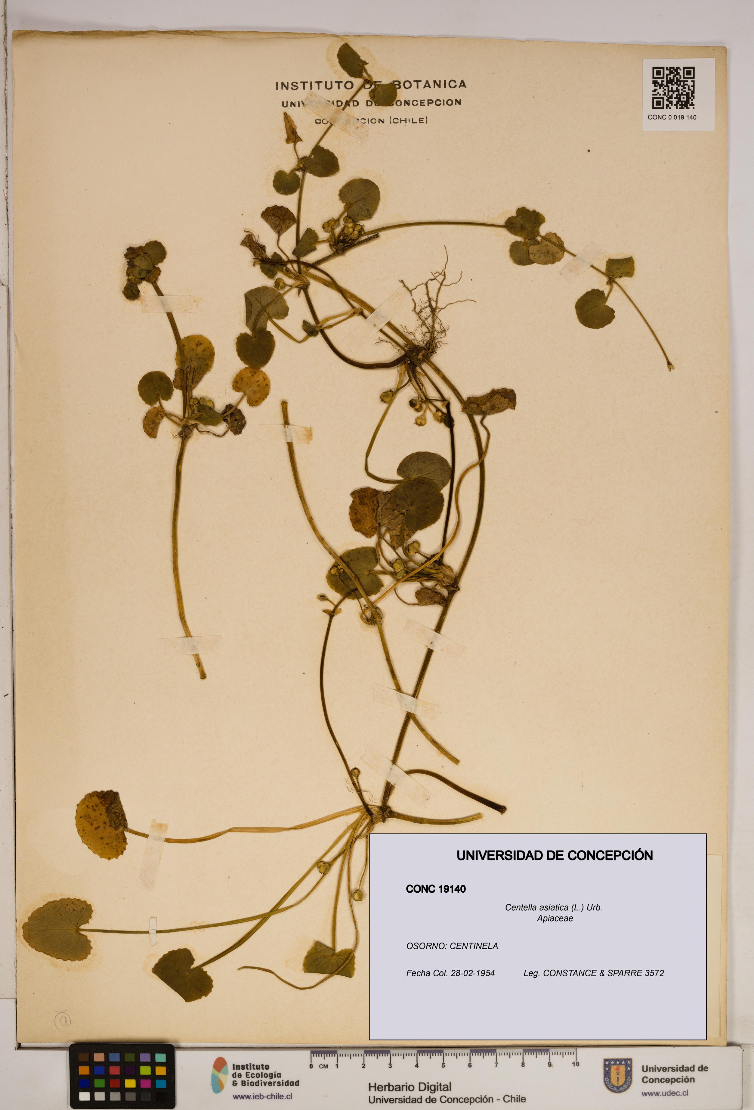 Centella asiatica [Espécimen: ]