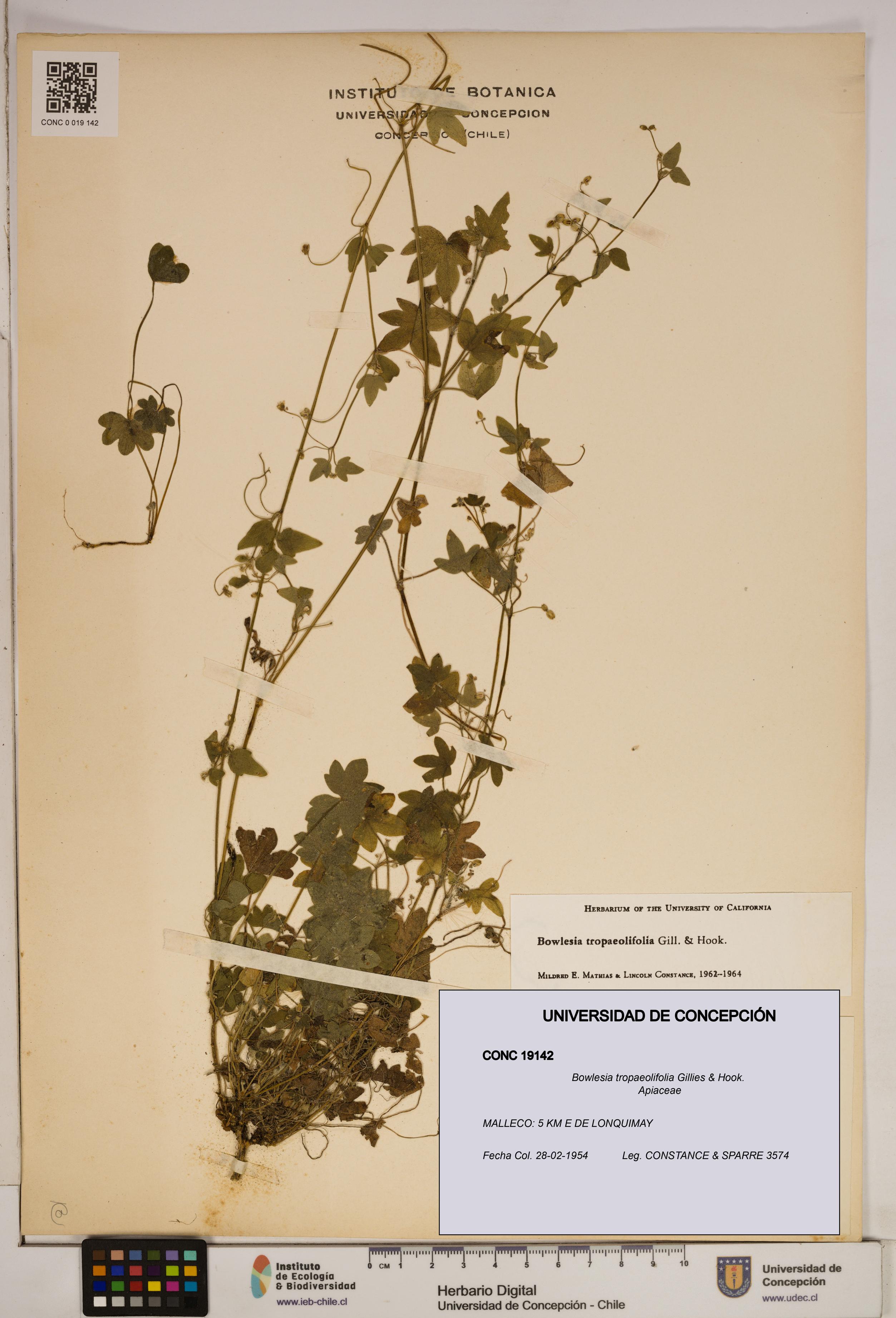 Bowlesia tropaeolifolia [Espécimen: ]