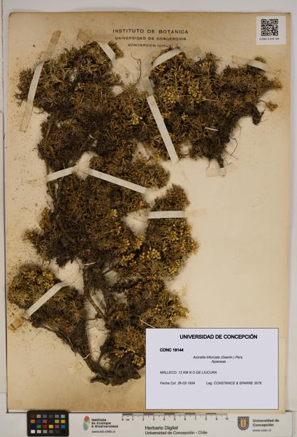 Azorella trifurcata [Espécimen: ]