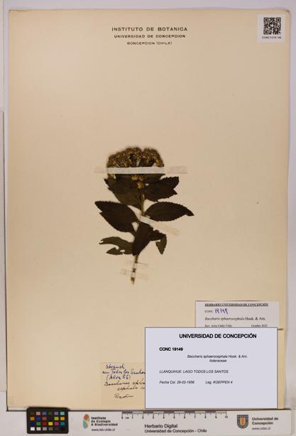 Baccharis sphaerocephala [Espécimen: UDEC:CONC:0019149]