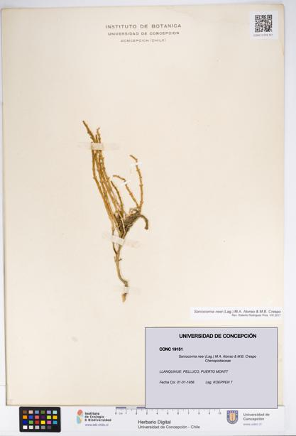 Sarcocornia neei [Espécimen: UDEC:CONC:0019151]