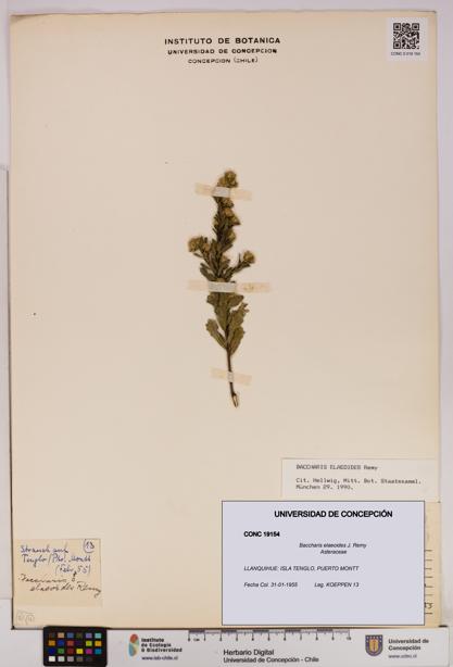 Baccharis elaeoides [Espécimen: UDEC:CONC:0019154]