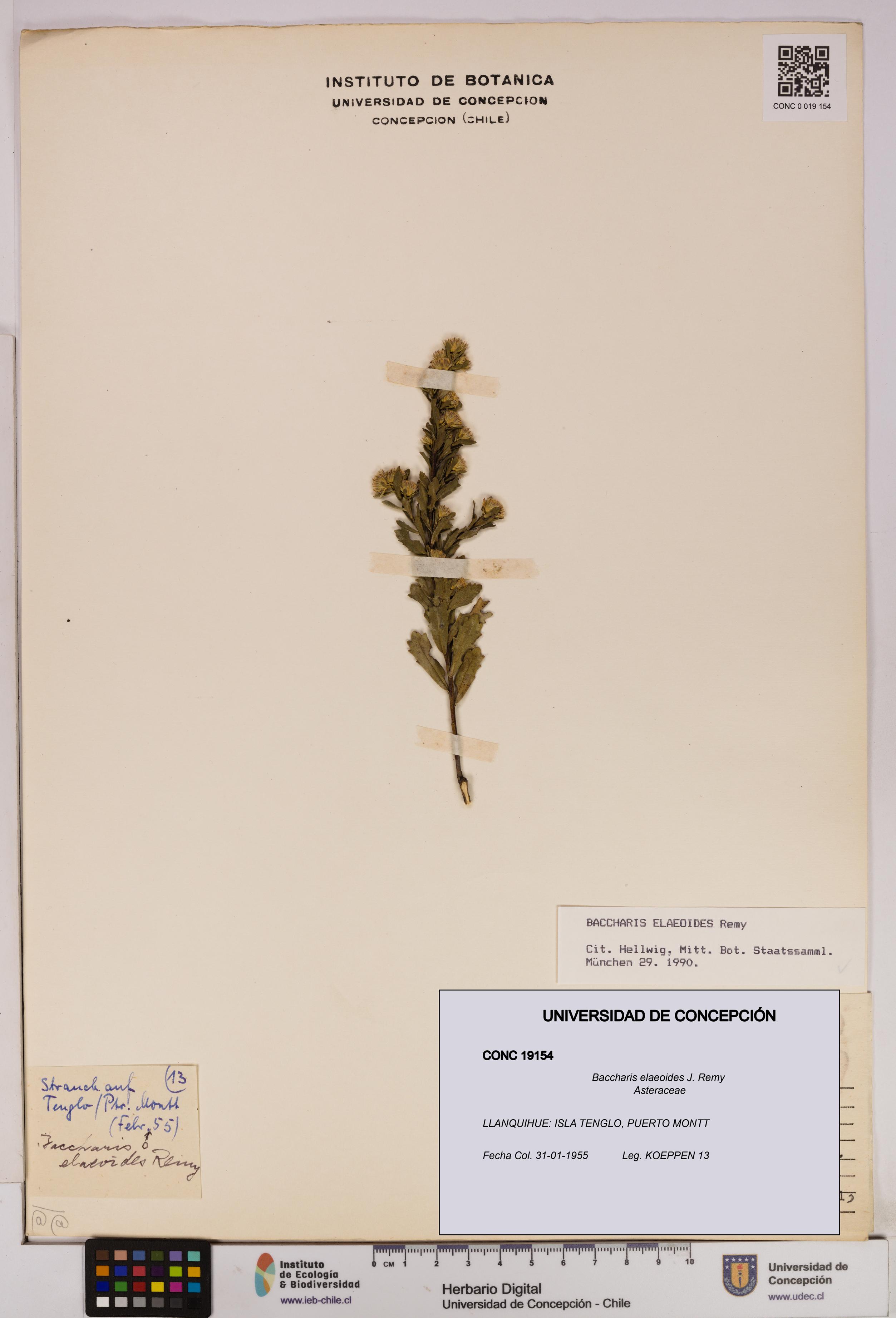 Baccharis elaeoides [Espécimen: UDEC:CONC:0019154]