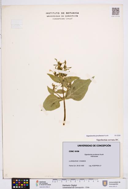 Sigesbeckia jorullensis [Espécimen: ]