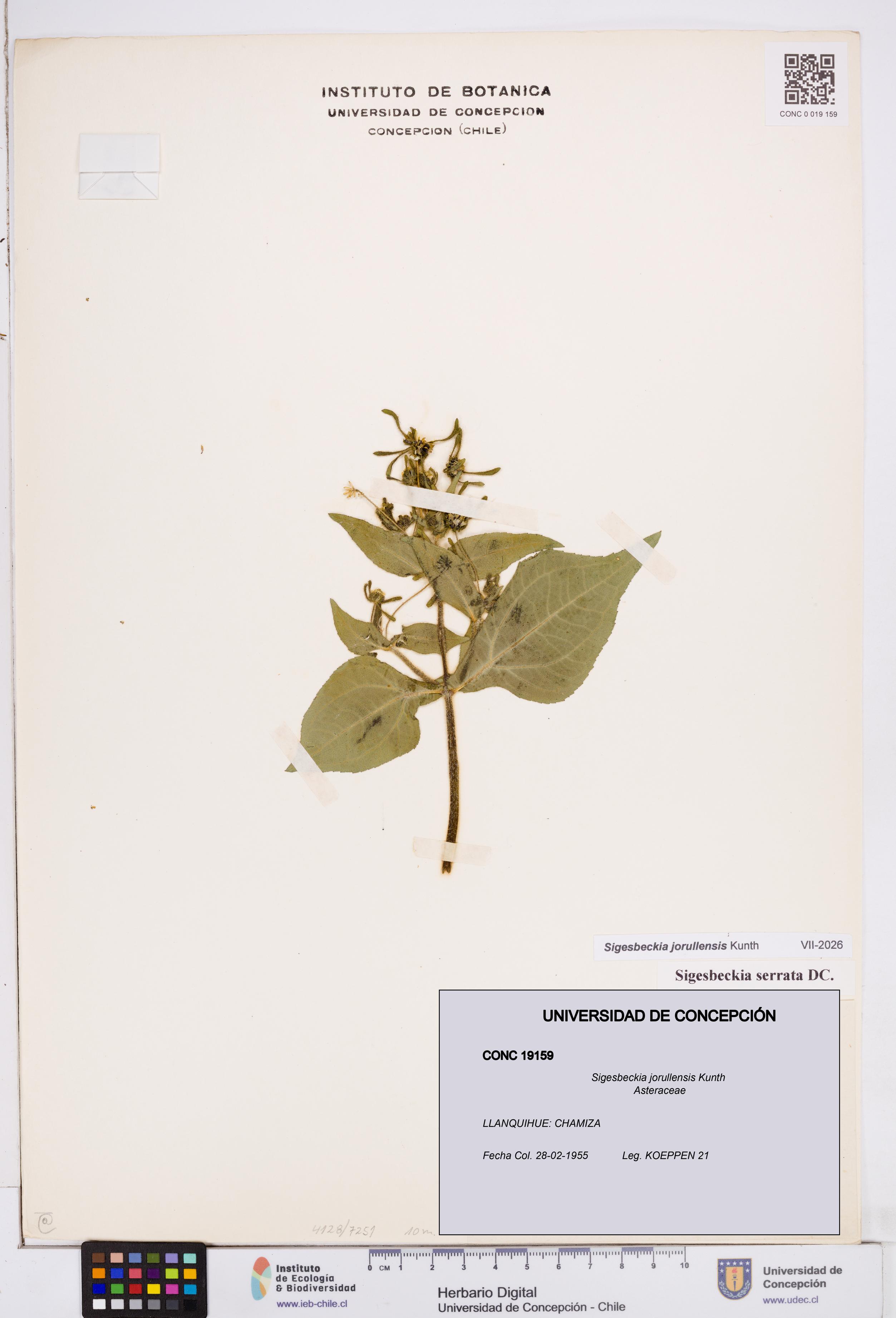 Sigesbeckia jorullensis [Espécimen: ]
