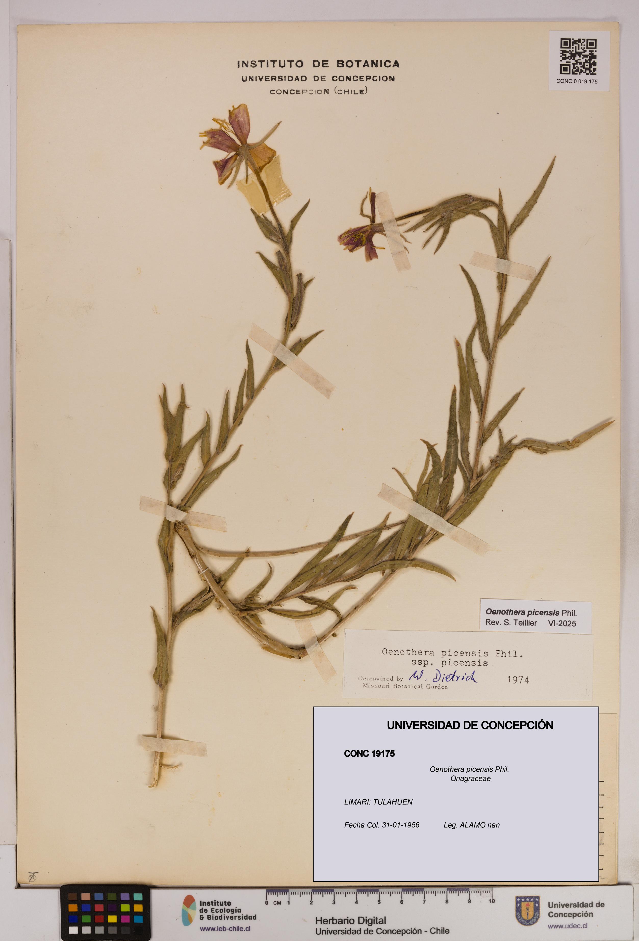 Oenothera picensis [Espécimen: UDEC:CONC:0019175]