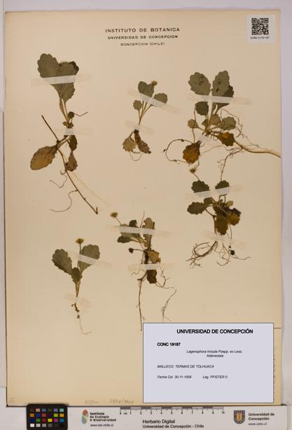 Lagenophora hirsuta [Espécimen: ]