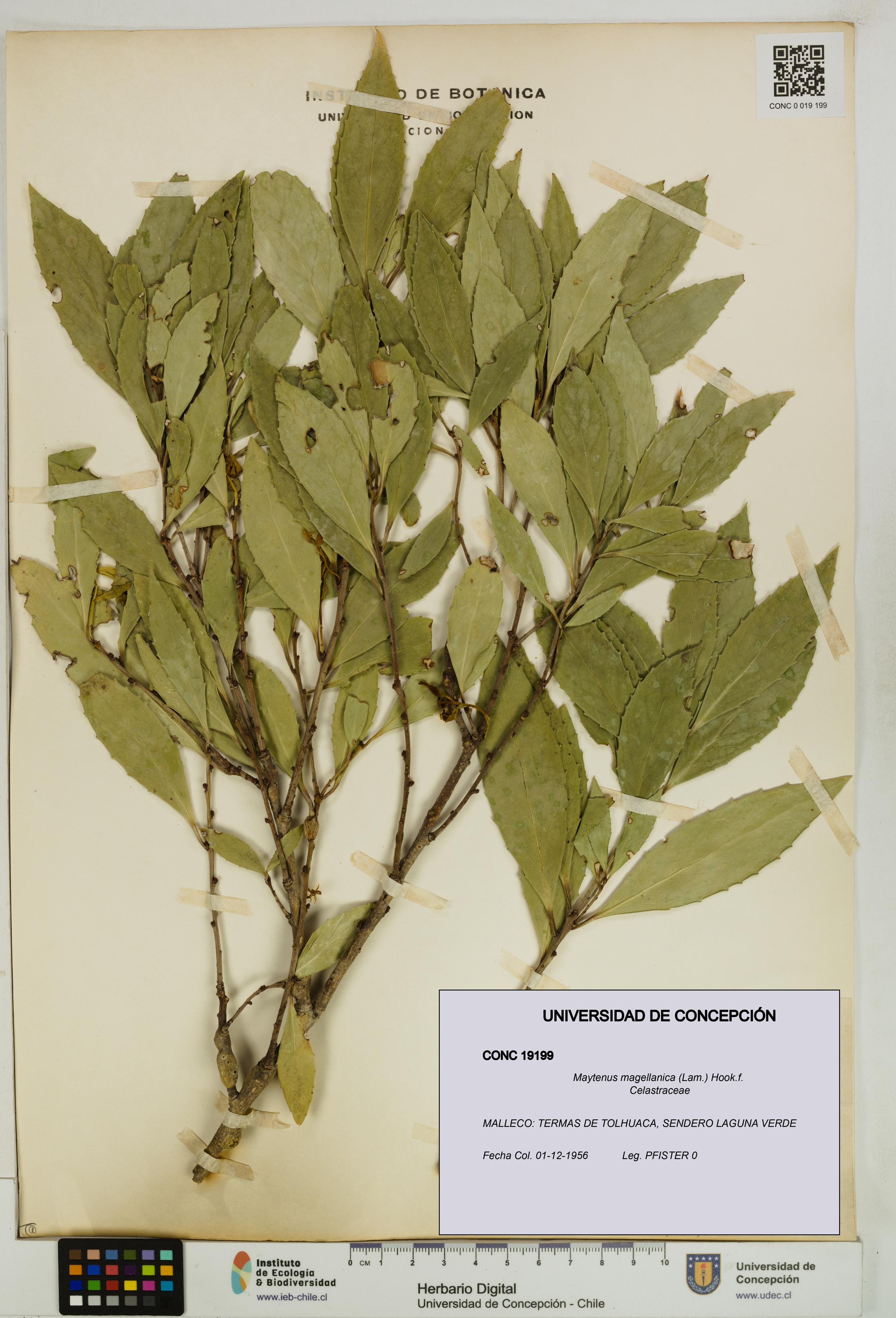 Maytenus magellanica [Espécimen: UDEC:CONC:0019199]