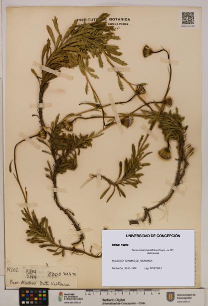 Senecio baccharidifolius [Espécimen: UDEC:CONC:0019202]