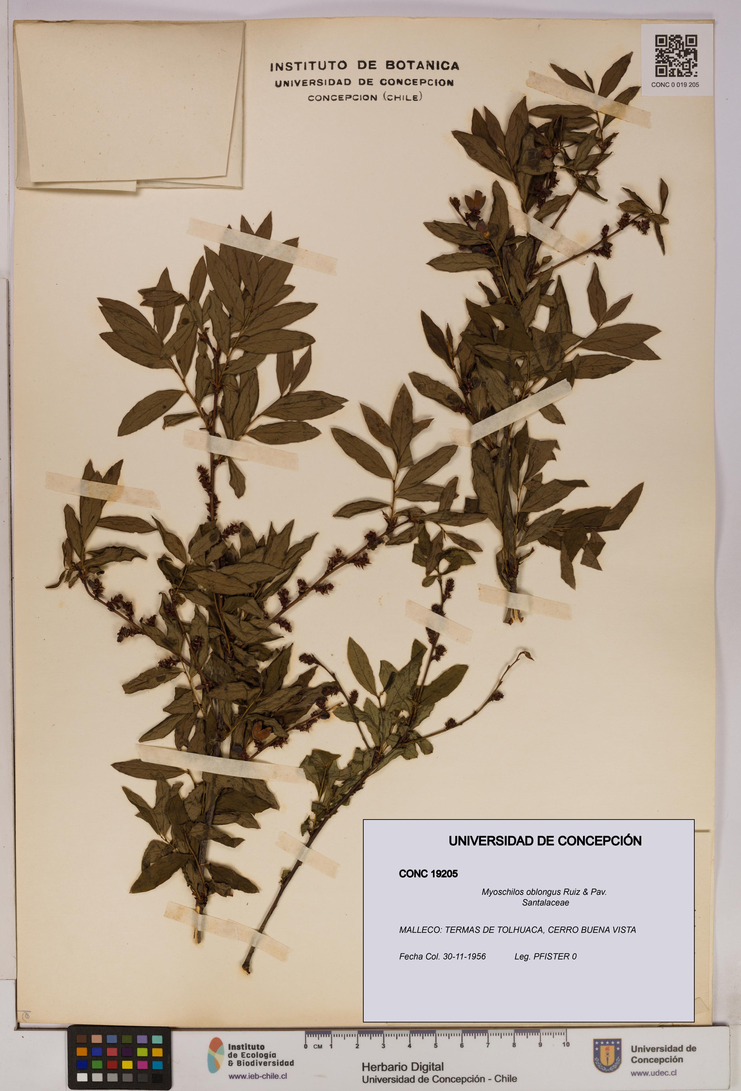 Myoschilos oblongus [Espécimen: UDEC:CONC:0019205]