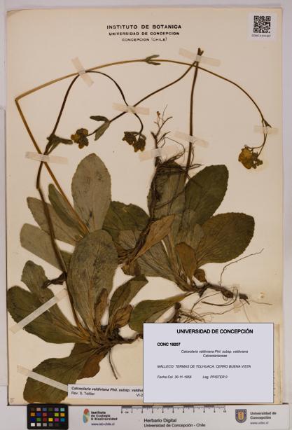 Calceolaria valdiviana subsp. valdiviana [Espécimen: UDEC:CONC:0019207]