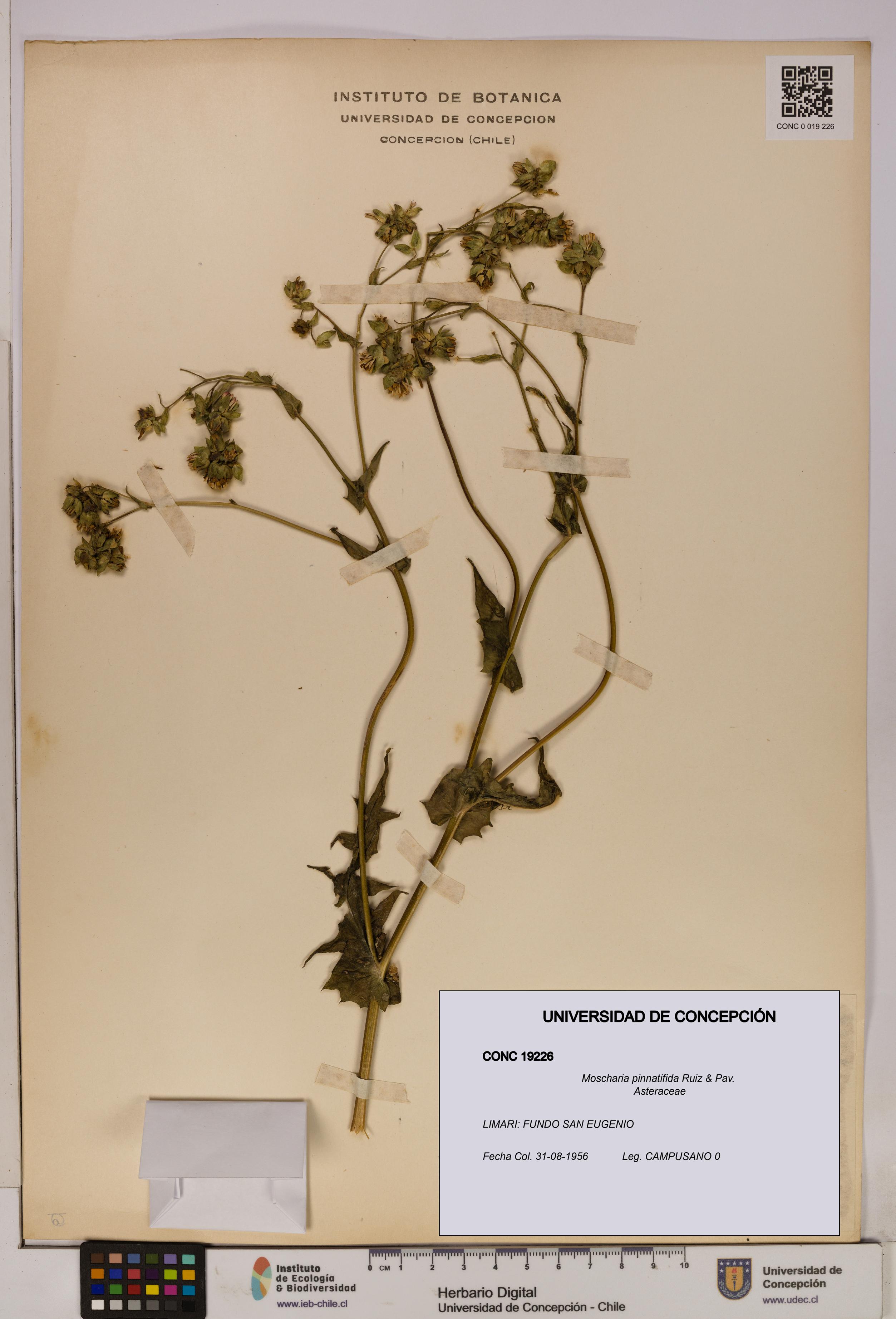 Moscharia pinnatifida [Espécimen: UDEC:CONC:0019226]