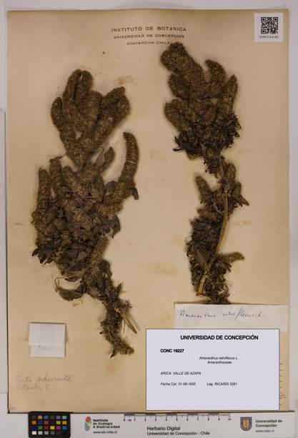 Amaranthus retroflexus [Espécimen: UDEC:CONC:0019227]